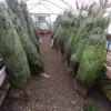 buy Christmas tree pallets USA wholesale