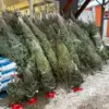 buy Christmas tree pallets USA wholesale